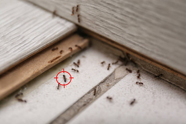Best Mosquito Control Services  in Sandia Knolls, NM