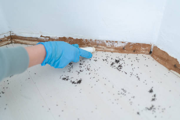 Best Wasp Removal Services  in Sandia Knolls, NM